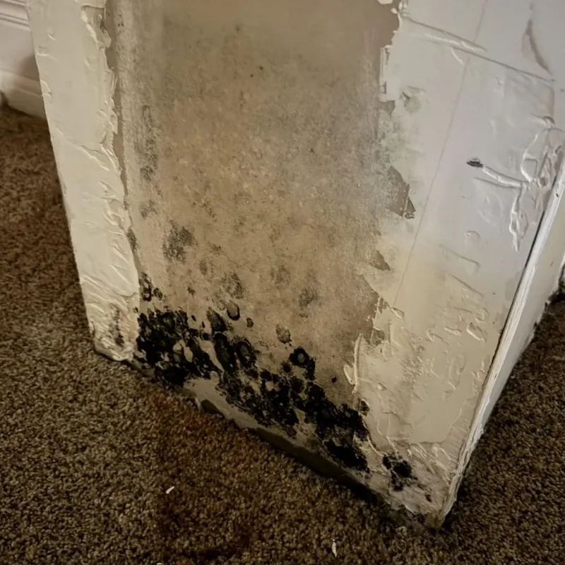Professional Mold Removal in Gilmer, TX